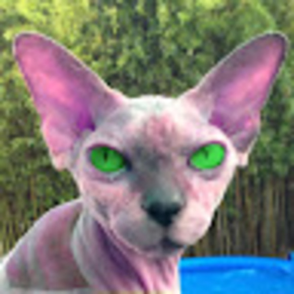 Meet your Posher, Cat - Picture 1 of 1